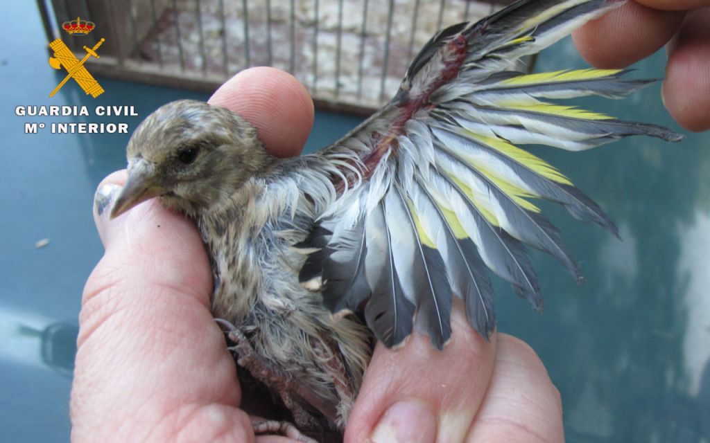 penitencia sentido Licuar Investigan a un joven en Vianos por capturar pájaros silvestres con medios  de caza prohibidos